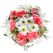This radiant bouquet perfectly captures a sense of springtime joy, with each bloom arranged in harmony by a knowledgeable Stevenage florist attuned to the area's cheerful spirit. White daisies, vibrant and pure with green centers, form the bouquet's luminous focal points, while plush coral-pink carnations offer plush volume and warmth that brings to mind fresh mornings near King George V Playing Fields. Wispy gypsophila threads interlace the arrangement, softening the look with airy clusters and enhancing the impression of fullness without weight. Here and there, alstroemeria buds peek out, their mauve and deep-pink veins hinting at greater beauty still to come-much like the flourishing landscapes around Stevenage's parks and open spaces. A tapestry of eucalyptus and varied dark greenery encircles the florals, giving the bouquet strong structure and a gentle, silvery-green diffused light. Each detail-from the tactile blend of ruffled petals to the fragrance of clean foliage-honors the joy of new beginnings, making this arrangement an exquisite choice for birthdays, celebrations, or spontaneous acts of kindness delivered locally in Stevenage. The clear, untouched white setting highlights the natural beauty, making this a favourite for elegant gift-giving or online selection.