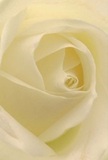 Drawn deep into the heart of a cream-white rose, this lush portrait feels as though you are enveloped within its delicate embrace-each petal unfurling gently, touched by the same morning light that softens Stevenage's tranquil pathways. The soft spiral draws the eye inward, inviting you to imagine the velvety touch and whisper-fine transitions from ivory to purest white, evoking a sense of peace and renewal. Gentle shadows slip between each fold, adding quiet depth and subtle drama that echo the calm after a gentle shower in Hampson Park. The air seems to hold the barely-there sweetness of the rose's natural fragrance, sending a soothing message-perfect for expressing sympathy, admiration, or marking the beginning of a new chapter for someone in St Nicholas or Bedwell. Every element of the composition, from the meticulous arrangement of petals to the serene luminosity, reflects the thoughtful craftsmanship of a Stevenage florist. There is a tender emotional artistry present, as if the rose itself understands the unspoken feelings behind your gesture. Whether included in a comforting bouquet for a neighbour or gracing an elegant table at a celebration, this bloom captures the pure essence of peaceful beauty so often sought in life's most meaningful moments.